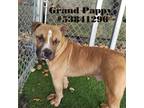 Adopt Grand Pappy a Pit Bull Terrier