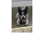 Adopt Lucky a Jack Russell Terrier, Rat Terrier