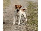 Adopt Jackson * a Jack Russell Terrier