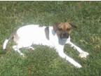Adopt Jerry* a Jack Russell Terrier