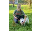 Adopt Ramiro - T a Jack Russell Terrier, Bull Terrier