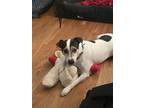 Adopt Spotz ~ a Rat Terrier, Jack Russell Terrier