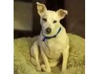 Adopt George Harrison +~ a Rat Terrier, Jack Russell Terrier