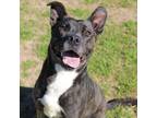 Adopt Maine a Pit Bull Terrier, Mixed Breed