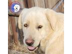 Adopt Maverick a Great Pyrenees