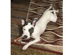 Adopt Cooper a Bull Terrier