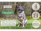 Adopt SHADOW a German Shepherd Dog