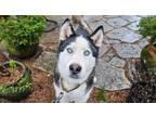 Adopt Lobo(In Foster Home) a Husky, Alaskan Malamute