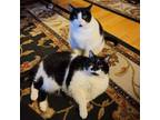 Adopt Jello & Puzzle a Domestic Short Hair