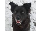 Adopt PHIL- Needs a forever home! a Border Collie