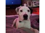 Adopt Murphy a Pit Bull Terrier