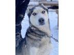 Adopt Copper a Husky