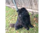 Adopt Vinny a Chow Chow, Mastiff