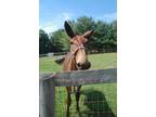 Adopt Fred (Weasley) a Mule