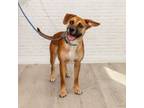 Adopt Canelo a Black Mouth Cur