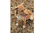 Adopt Carson a Shepherd, Labrador Retriever