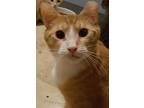 Adopt Grant a Oriental Tabby