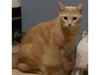 Adopt Griffin a Oriental Tabby