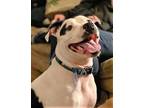 Adopt Caesar **COURTESY POST ** a Pit Bull Terrier
