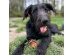 Adopt Jaguar a German Shepherd Dog, Standard Poodle