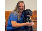 Adopt Cash a Pit Bull Terrier, Rottweiler