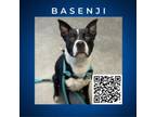 Adopt Basenji a Basenji, Border Collie