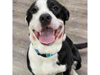 Adopt Jake a American Staffordshire Terrier