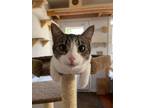 Adopt Motorboat a Domestic Short Hair