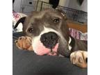 Adopt Dutton a American Staffordshire Terrier, Mixed Breed
