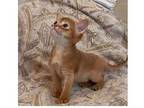 3VU purebred Abyssinian kitten