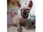 ML.2R Sphynx kitten