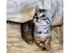 2 LIL purebred Bengal kitten