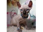 TI. M3 Sphynx kitten