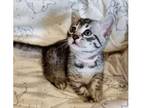 2 GPP purebred Bengal kitten