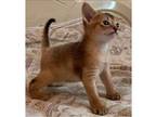 IS. C4 purebred Abyssinian kitten
