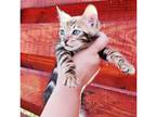 OSYS 2 purebred Bengal kitten