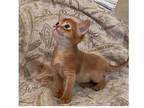 3YB purebred Abyssinian kitten