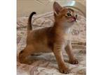 TI. M6 purebred Abyssinian kitten