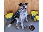 Adopt Jerry a Border Collie, Cattle Dog