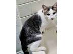 Adopt Mr. Silver Kitty and friends! a American Shorthair, Siamese