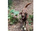 Adopt Moose a Australian Shepherd, Australian Kelpie