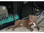 Adopt Radar a Pit Bull Terrier