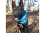 Adopt Rocket a German Shepherd Dog