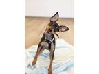 Adopt Dean a Miniature Pinscher