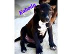 Adopt Kabota a Pit Bull Terrier, Boerboel