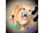 Adopt Rain a Pit Bull Terrier, Boerboel