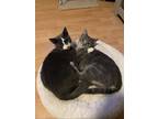Adopt Smokey and Teddy- BONDED SWEET LOVING BROTHERS a Tabby, Russian Blue