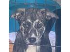 Adopt Sonic a Mixed Breed