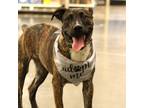 Adopt Storm a Boxer