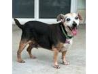 Adopt Django (COH-A-8137) a Mixed Breed